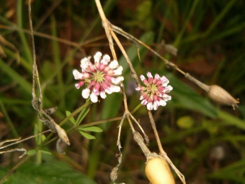 Dorycnium pentaphyllum ?